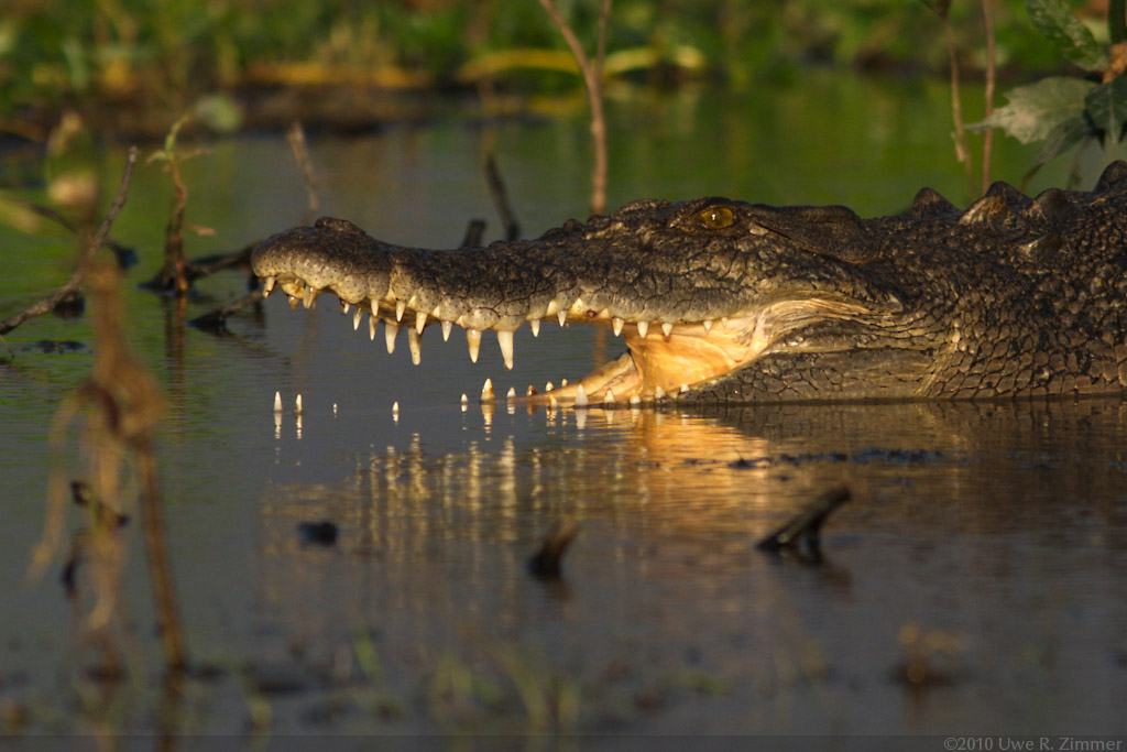Saltwater Crocodile